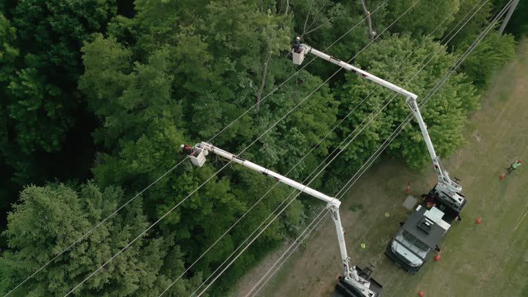 Tree and Shrub Care in Franklinville, NJ