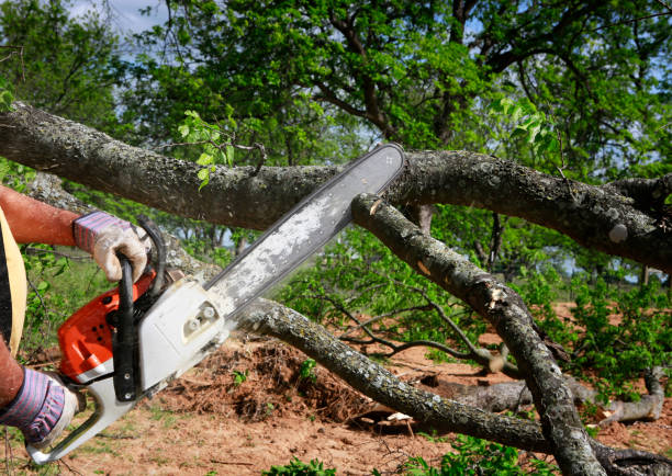  Franklinville, NJ Tree Care Services Pros